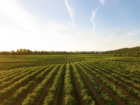 Farm Corporations Win the Land Purchase Game
